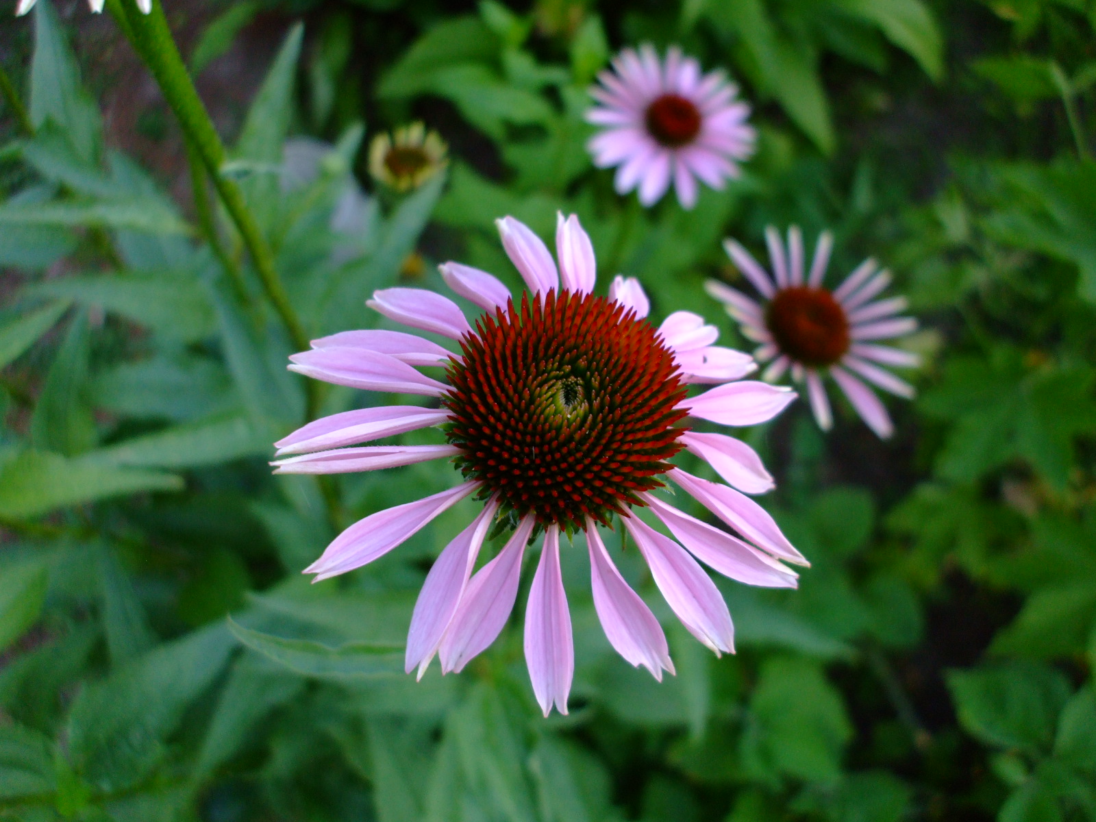 Echinacea purpurea